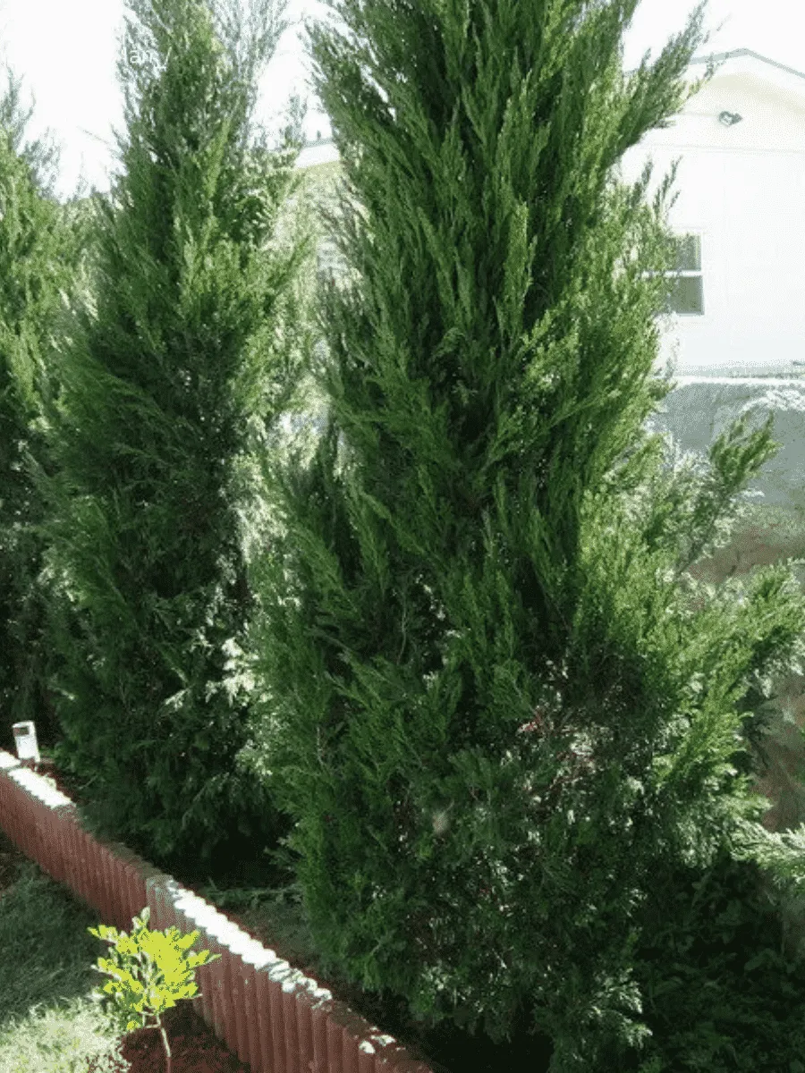 Можжевельник китайский Spearmint