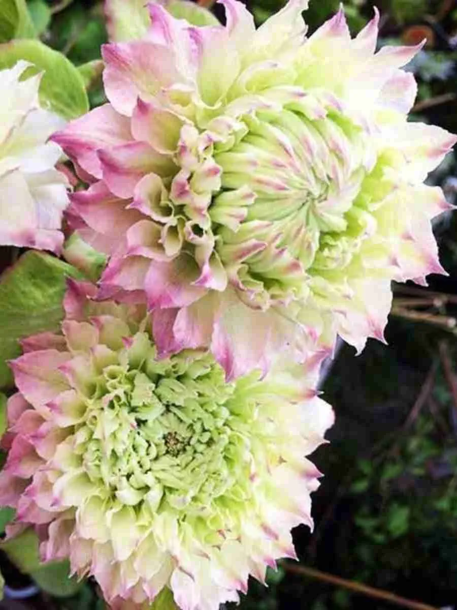 Клематис Midori