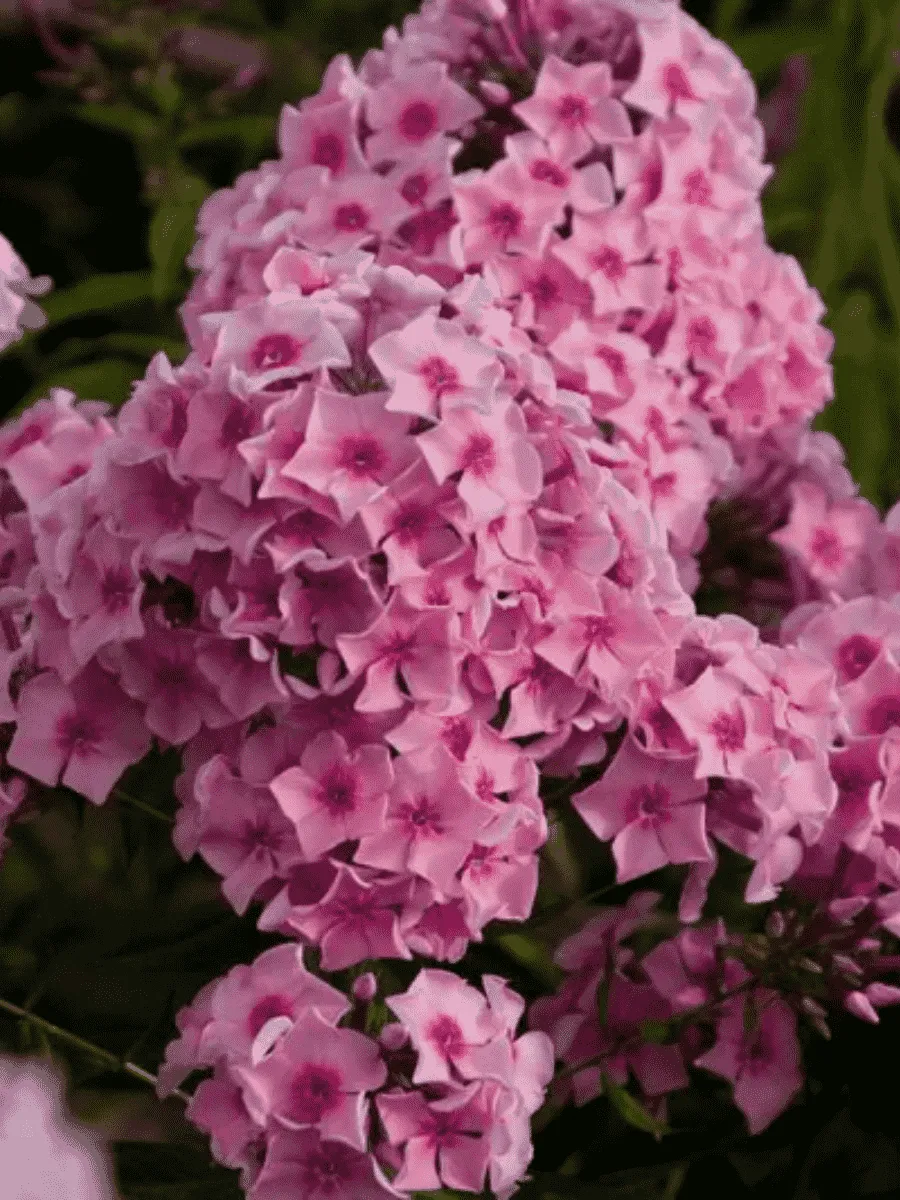 Флокс метельчатый Романтика