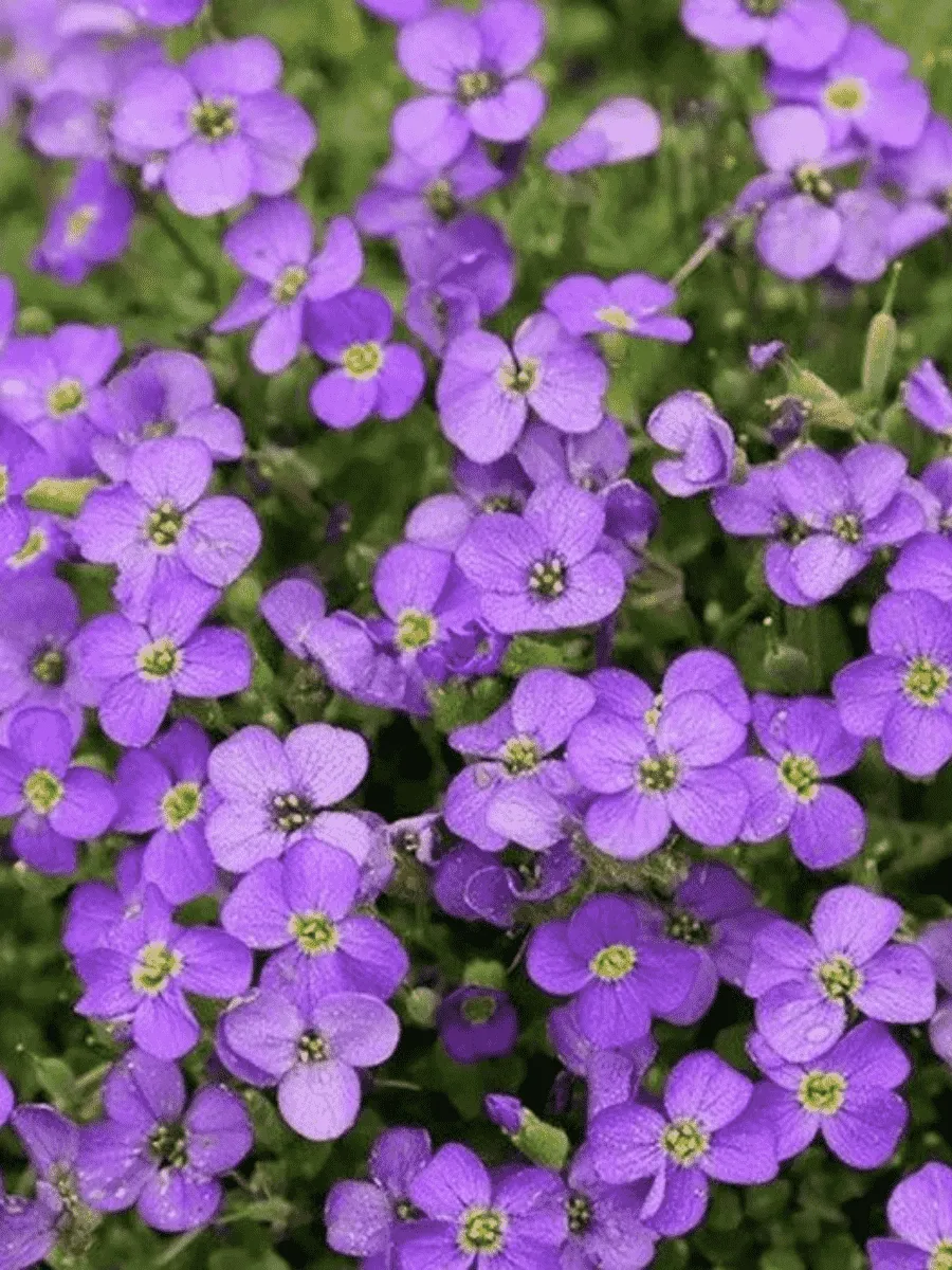 Аубриета Audrey Mid Blue