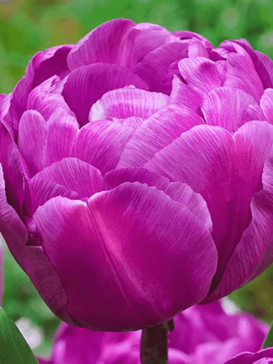 Тюльпан Purple Peony