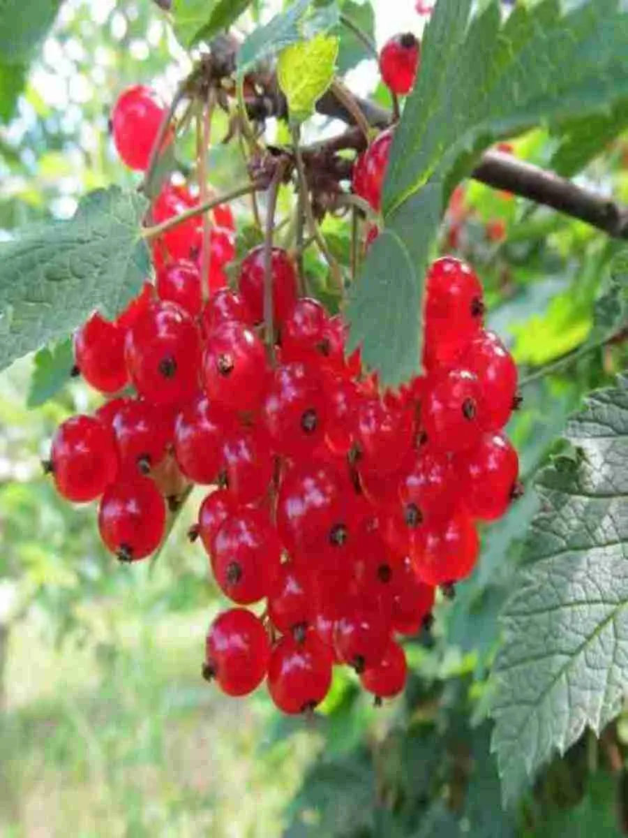 Смородина красная Натали Смородина красная Натали