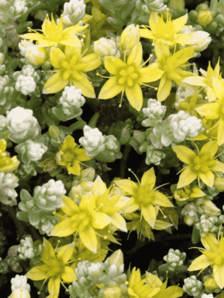 Очиток едкий Variegata