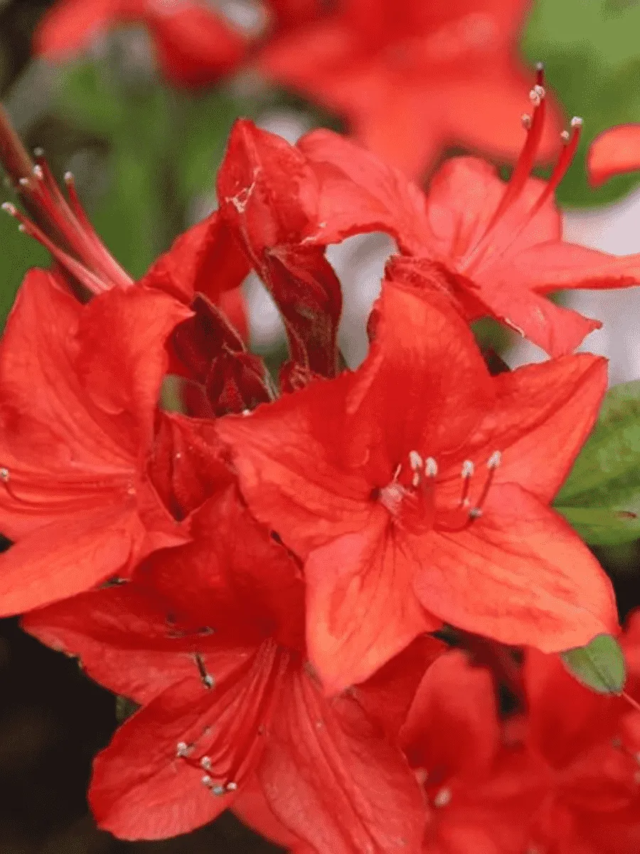 Азалия крупноцветковая Parkfeuer Азалия крупноцветковая Parkfeuer