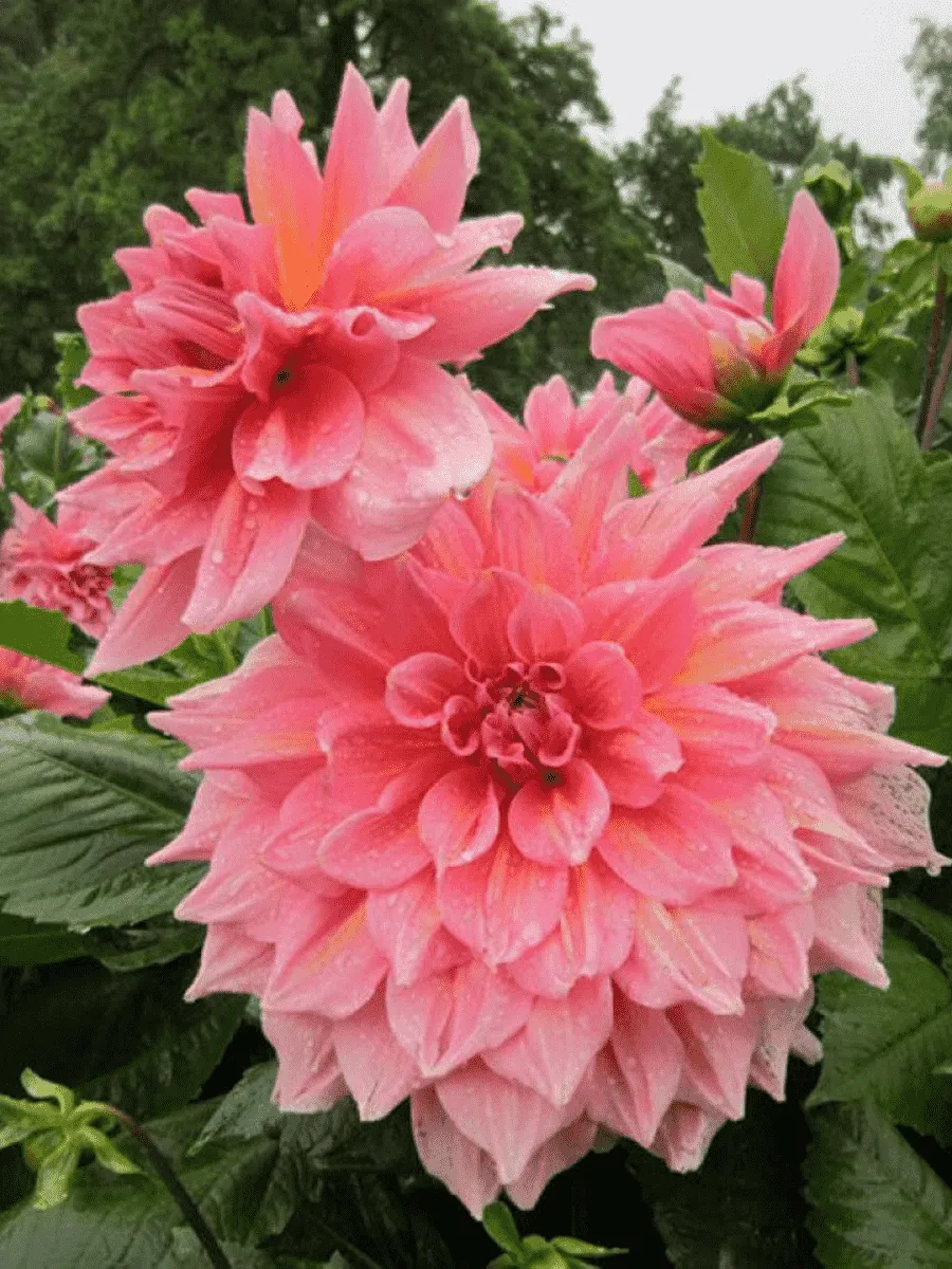 Георгина Otto's Thrill