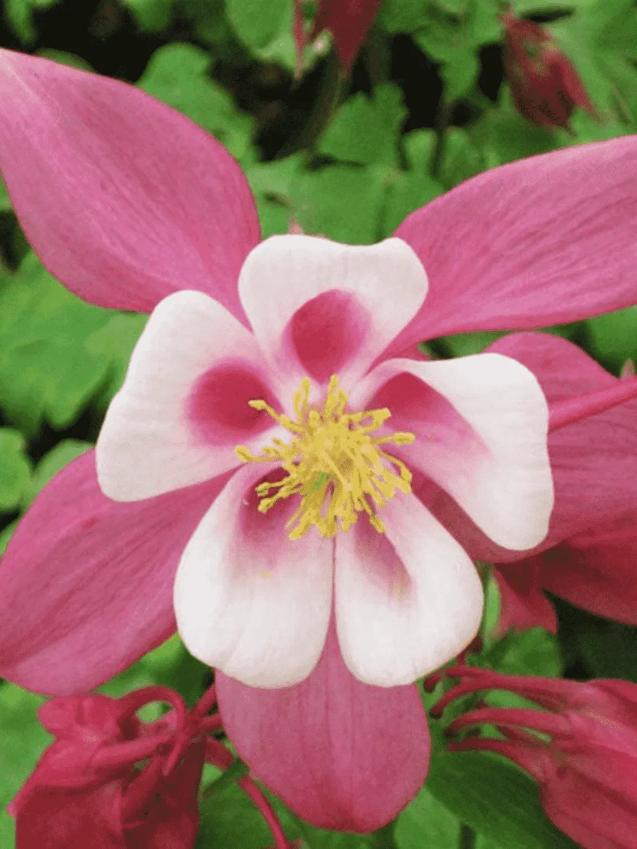 Аквилегия вееровидная Spring Magic Rose And White Аквилегия вееровидная Spring Magic Rose And White