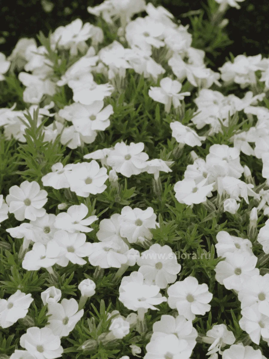 Флокс дугласа Admiral White