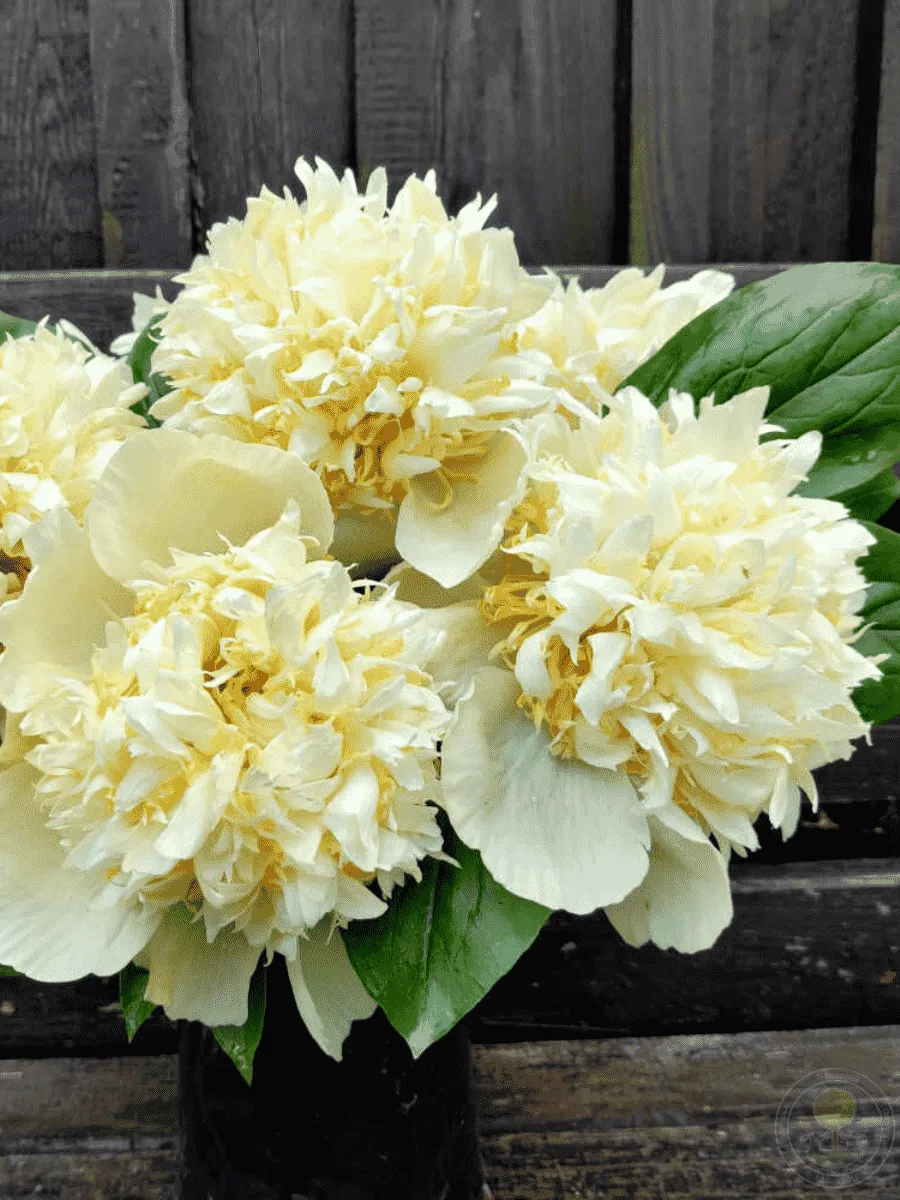 Пион ИТО Quitzin