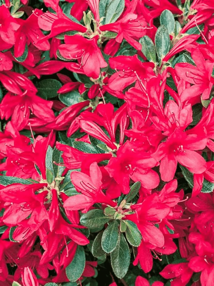 Азалия японская Toreador Азалия японская Toreador