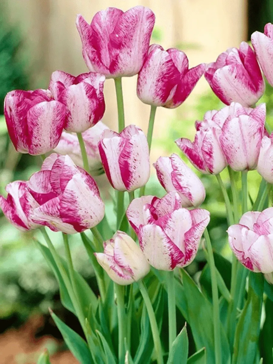 Тюльпан Toucan