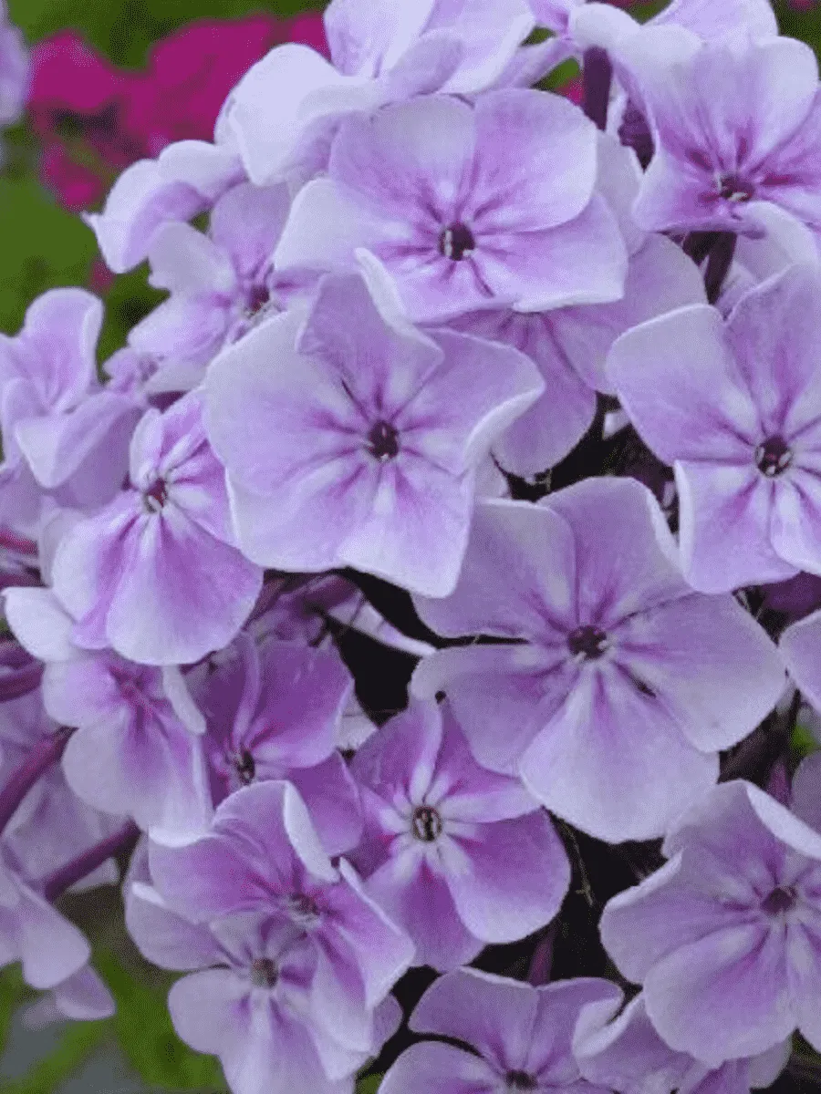 Флокс метельчатый Пересвет Флокс метельчатый Пересвет