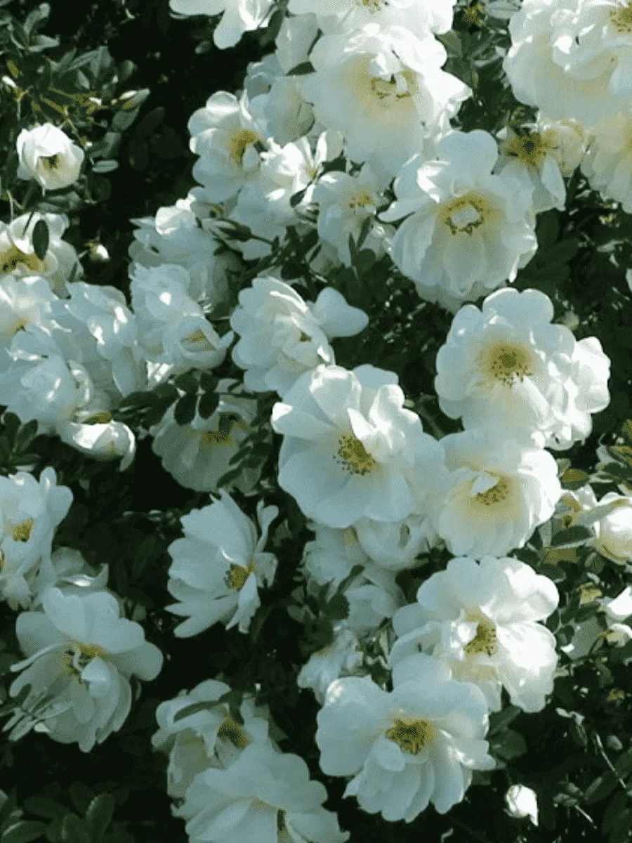 Шиповник колючейший  (роза бедренцеволистная)