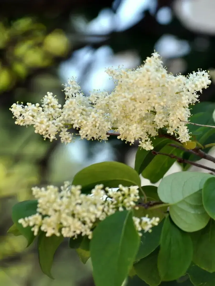 Сирень амурская