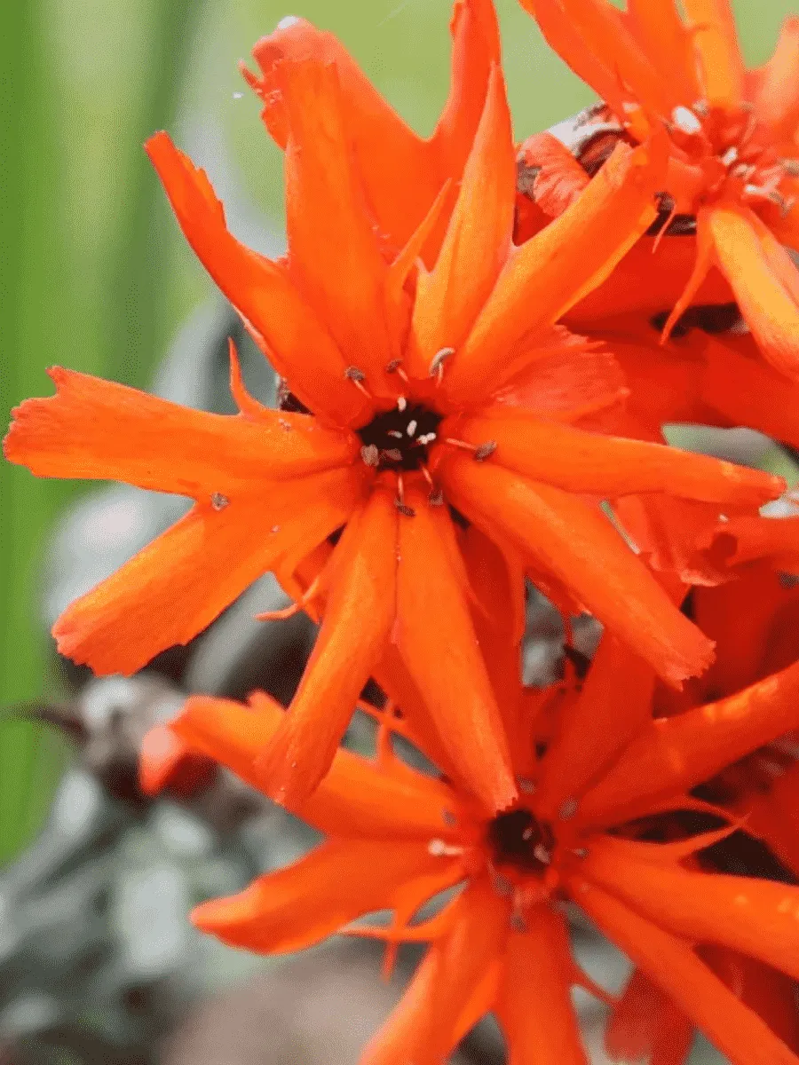 Лихнис гаагский Vesuvius Лихнис гаагский Vesuvius