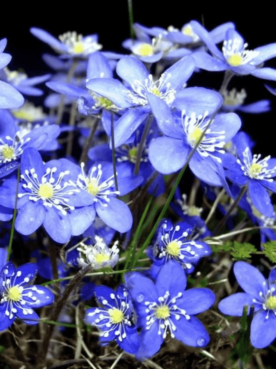 Печеночница Печеночница