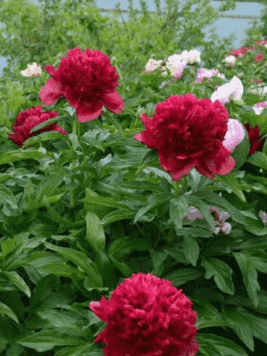 Пион травянистый  Eliza Lundy