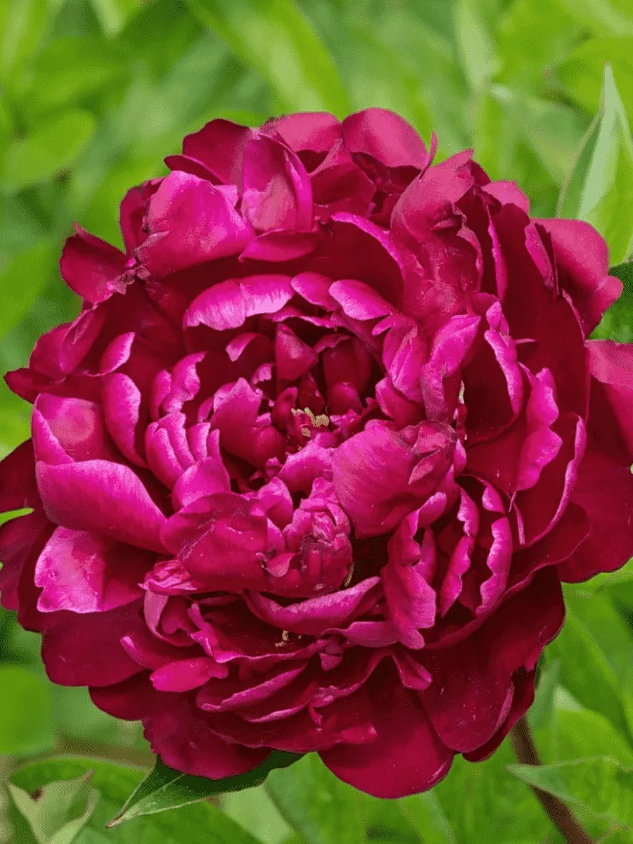 Пион Молочноцветковый W.F. Turner