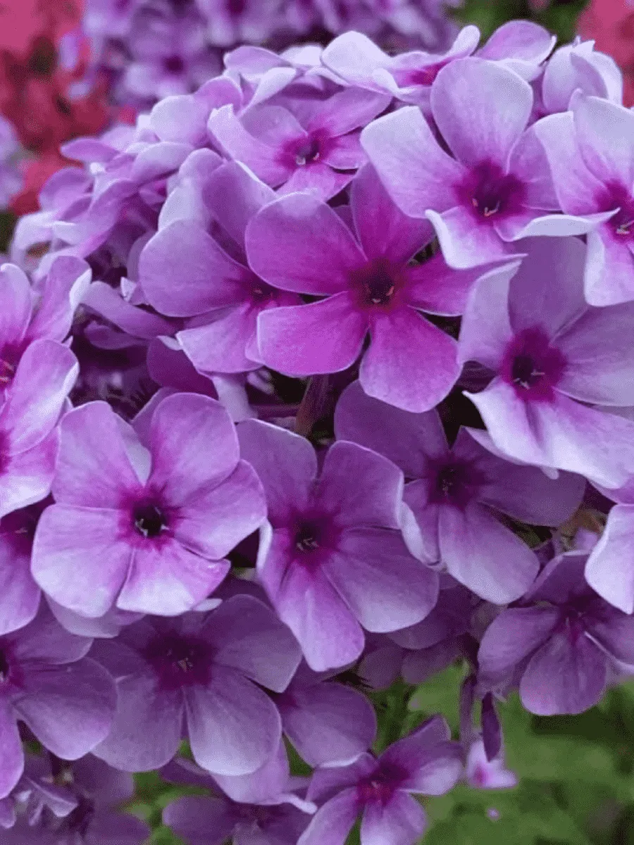 Флокс метельчатый Хулиган