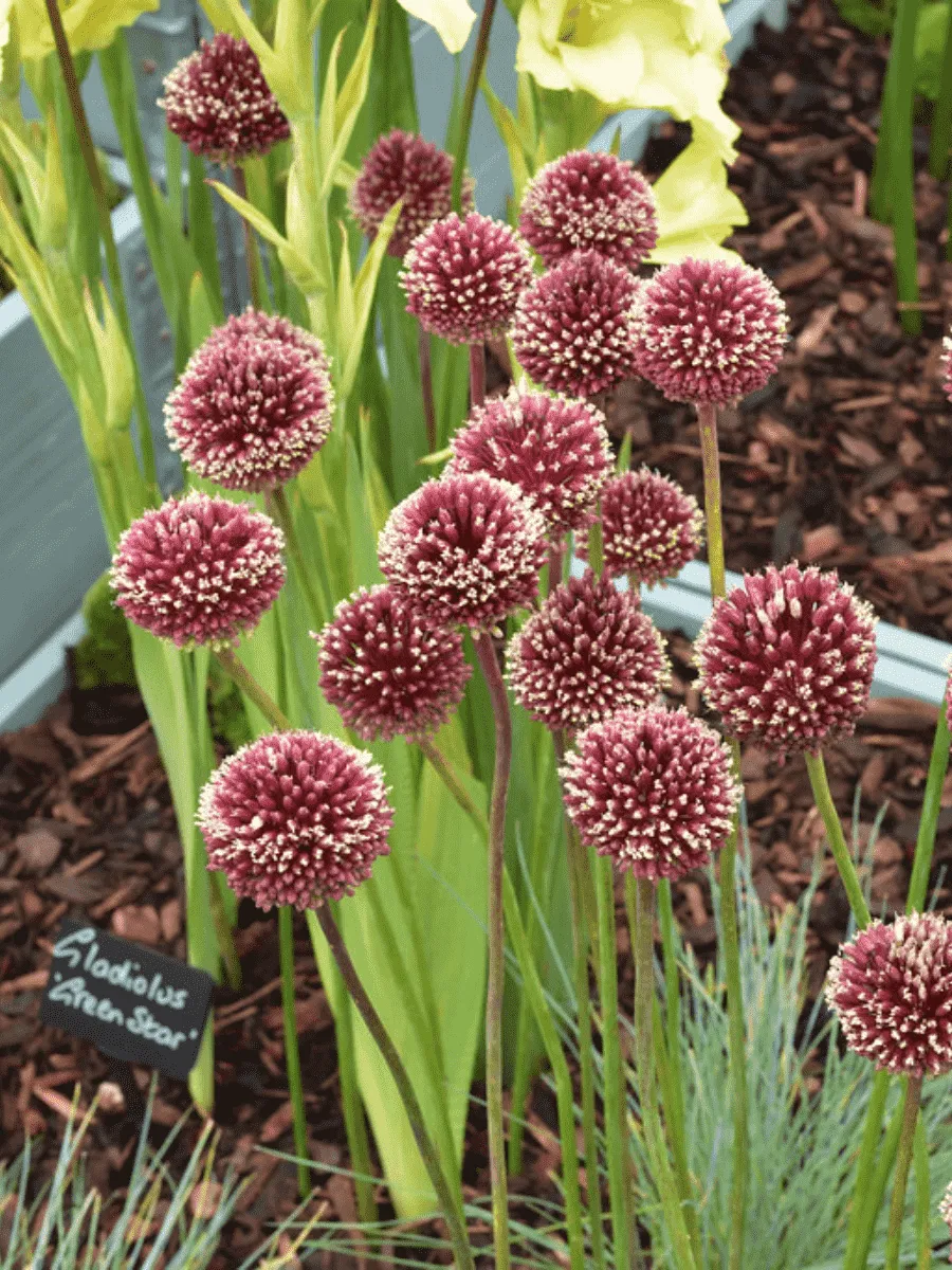 Лук декоративный Red Mohican Лук декоративный Red Mohican