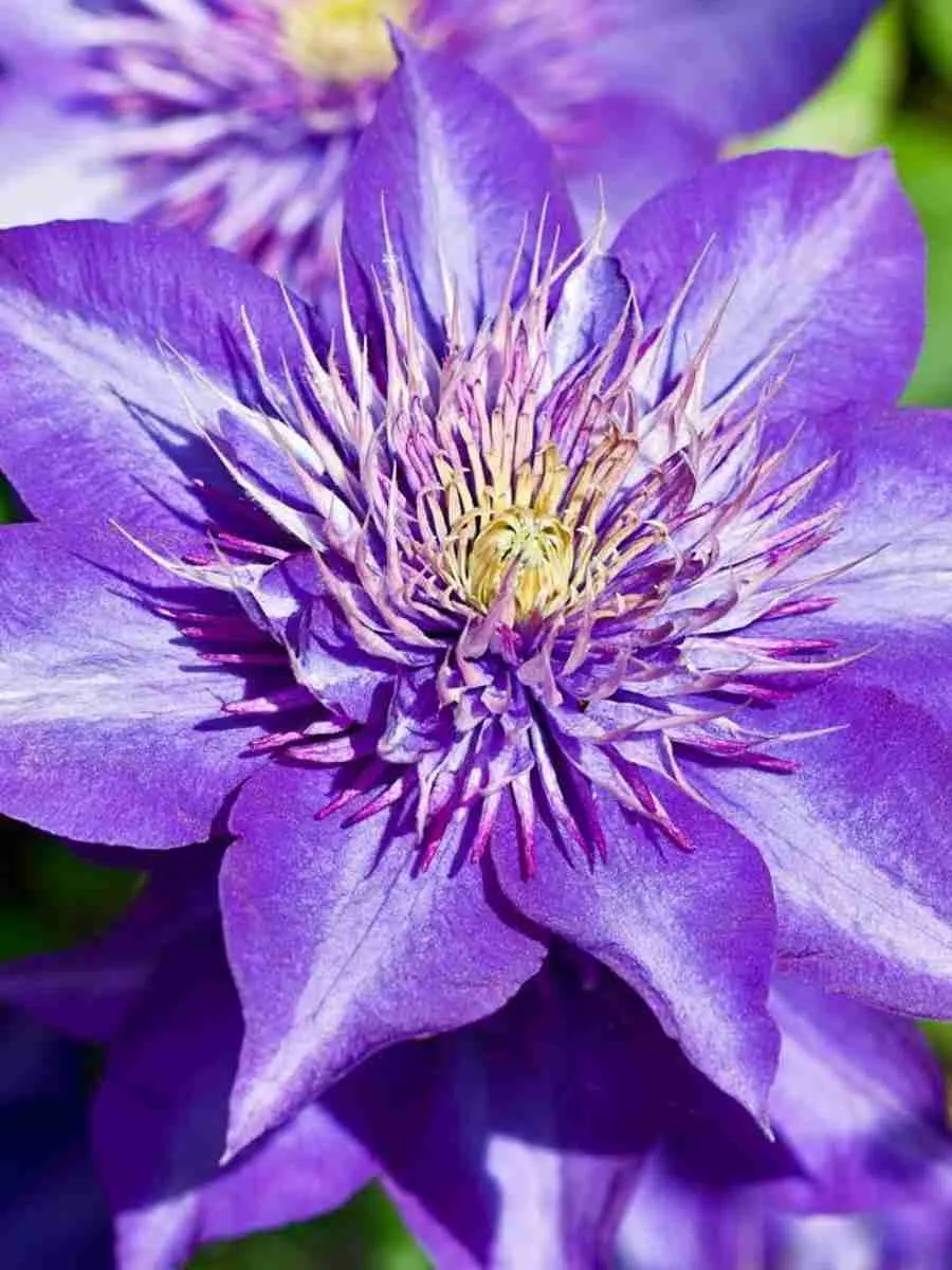 Клематис гибридный Multi Blue