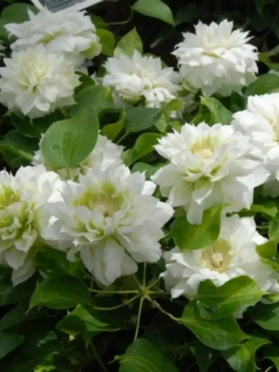 Клематис гибридный Duchess of Edinburgh