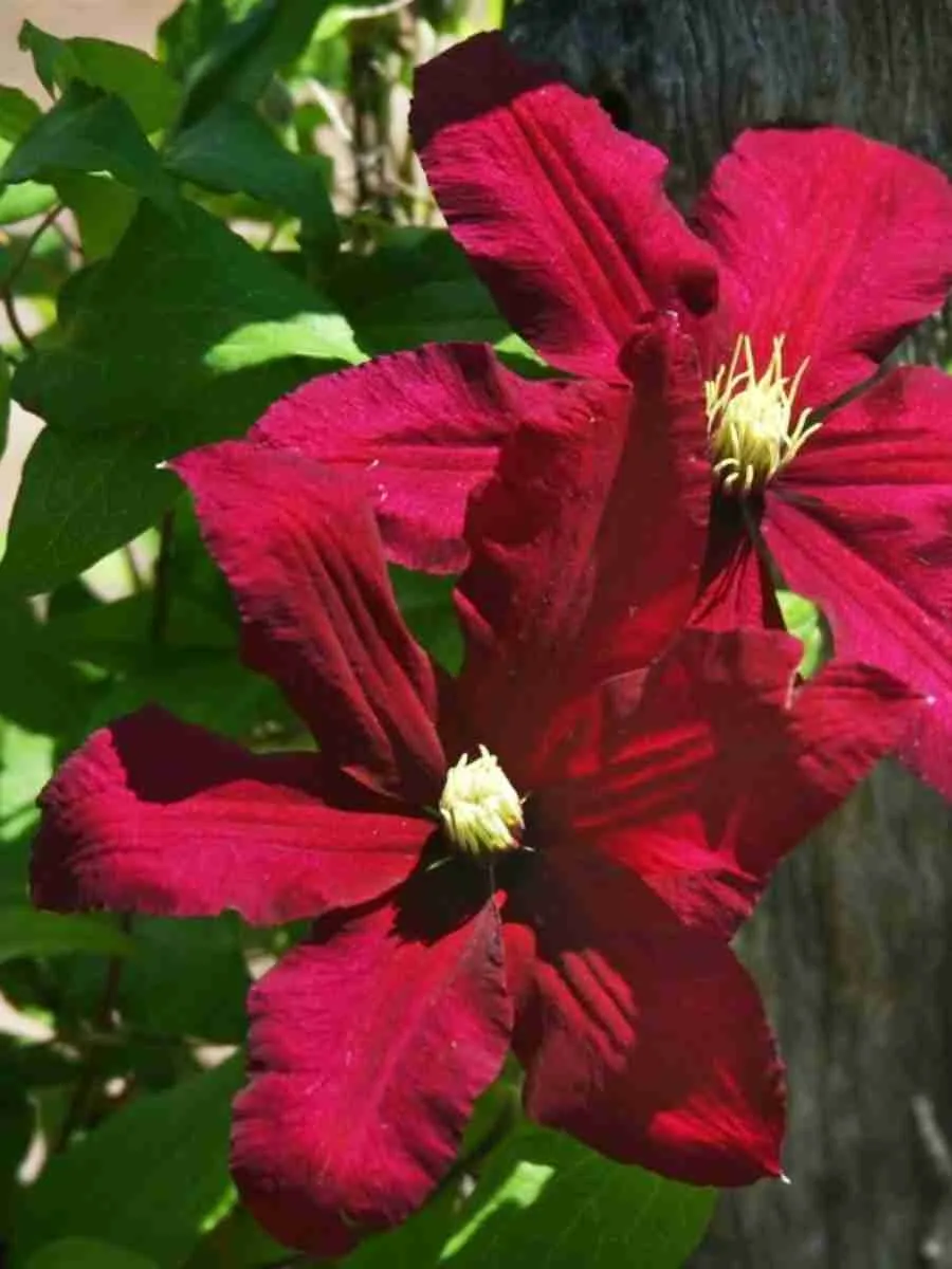 Клематис гибридный Niobe