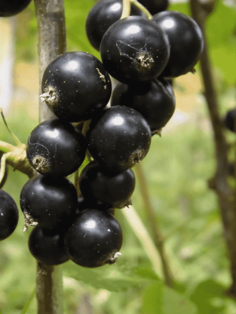 Смородина черная Велой Смородина черная Велой