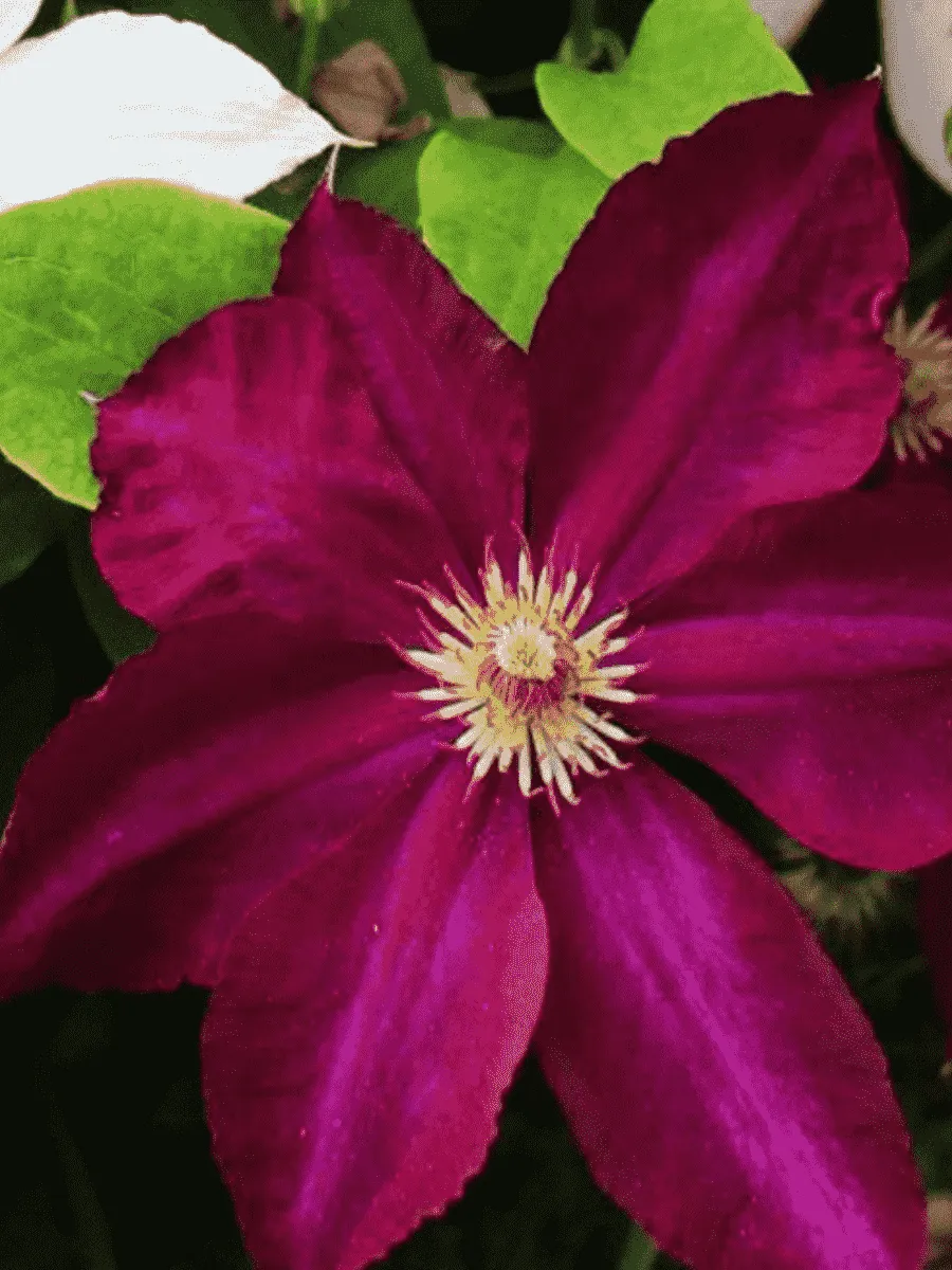 Клематис гибридный Mazowsze Клематис гибридный Mazowsze