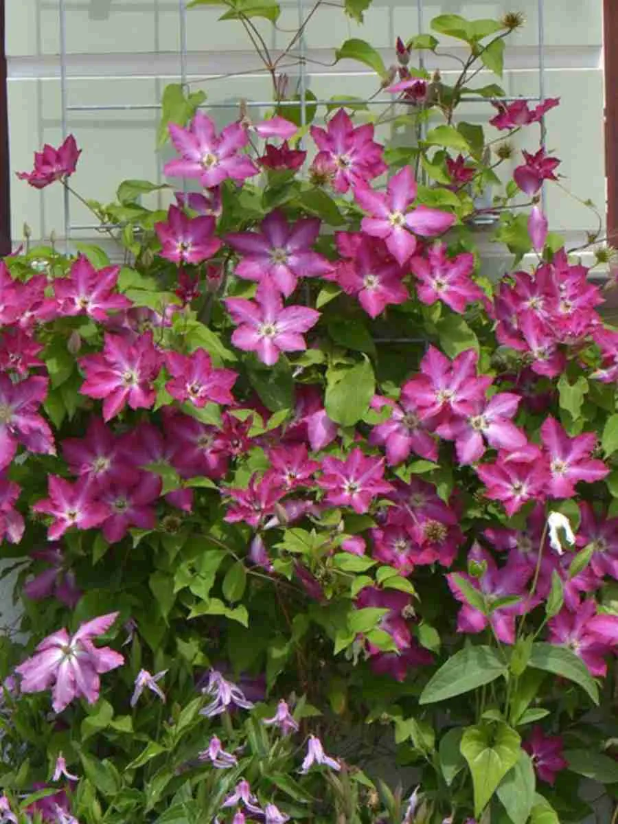 Клематис Viva Polonia