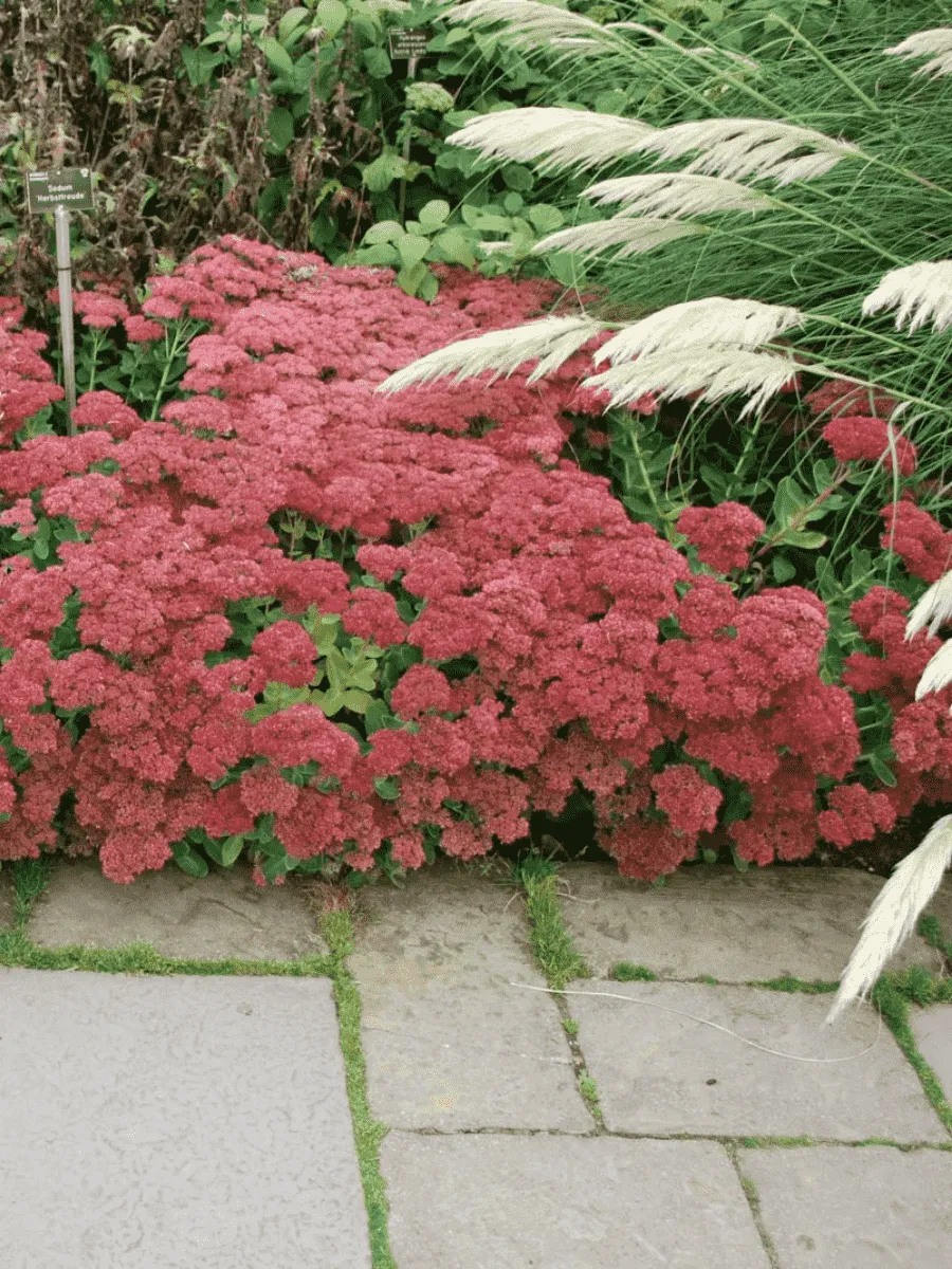 Очиток видный Autumn Joy