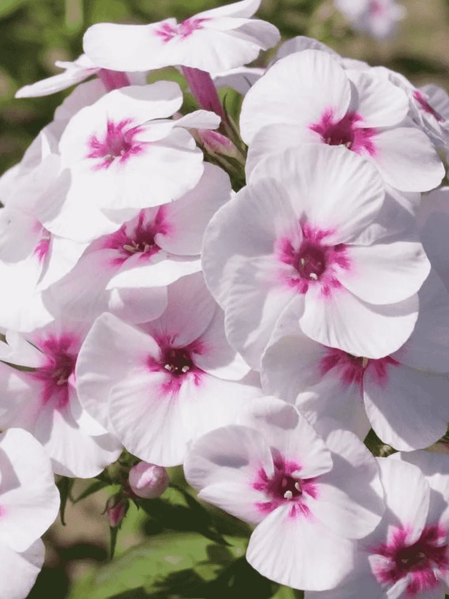 Флокс метельчатый Mike's Favourite