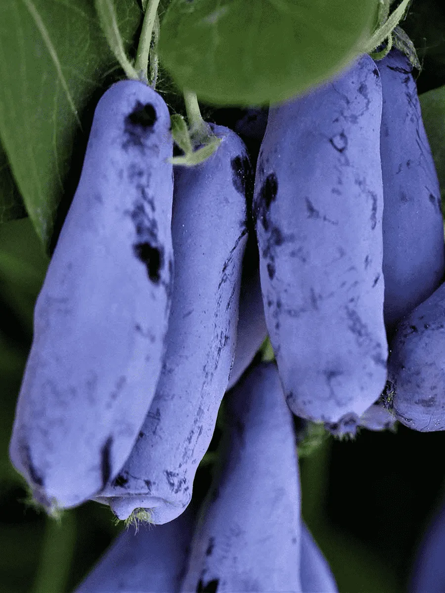 Жимолость плодовая Гордость бакчара Жимолость плодовая Гордость бакчара