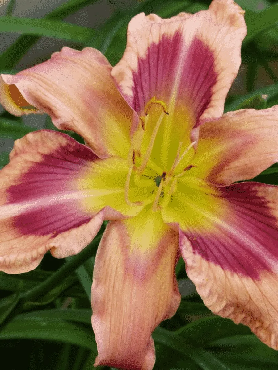 Лилейник Storm Damage