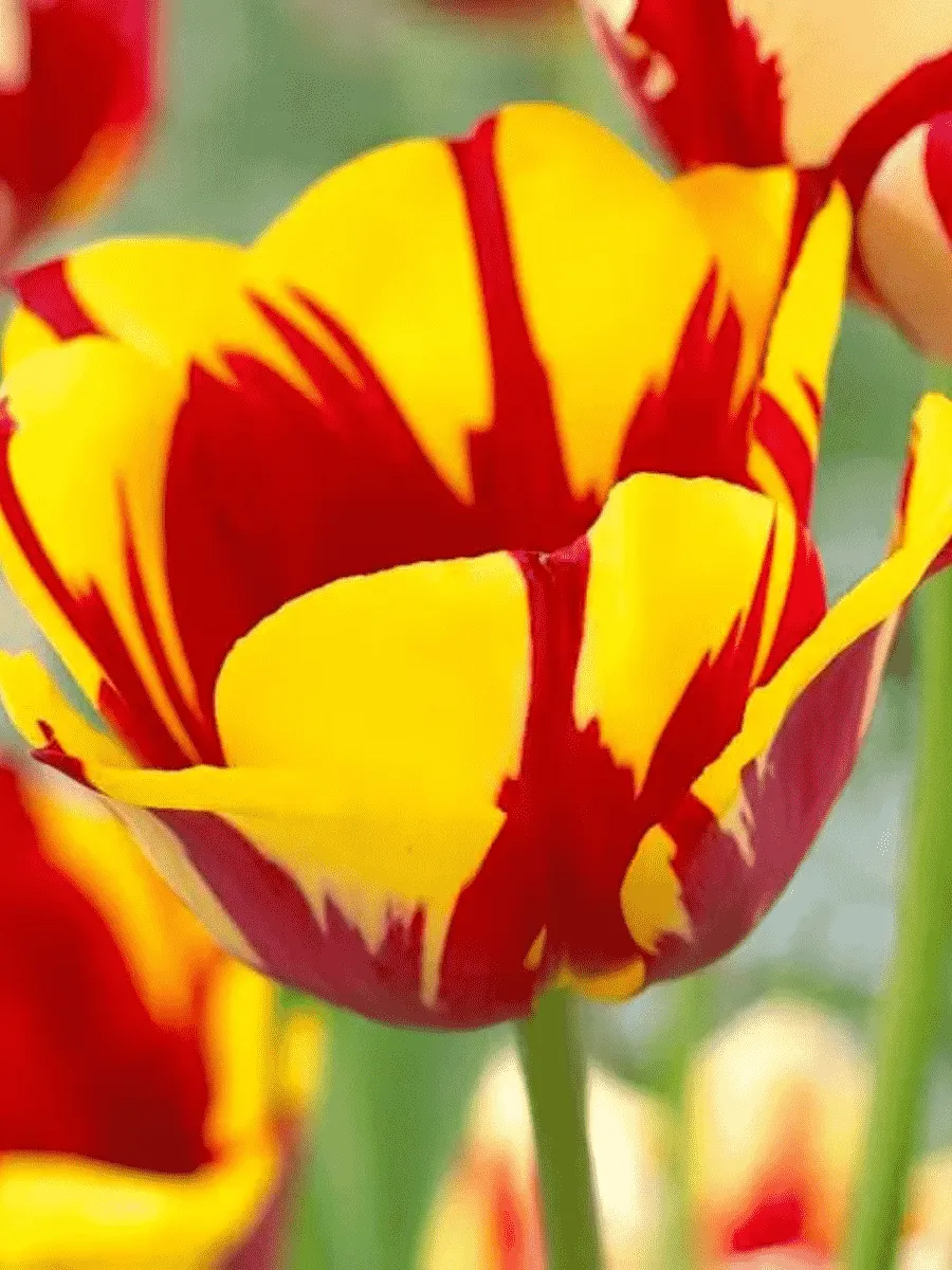 Тюльпан Twister