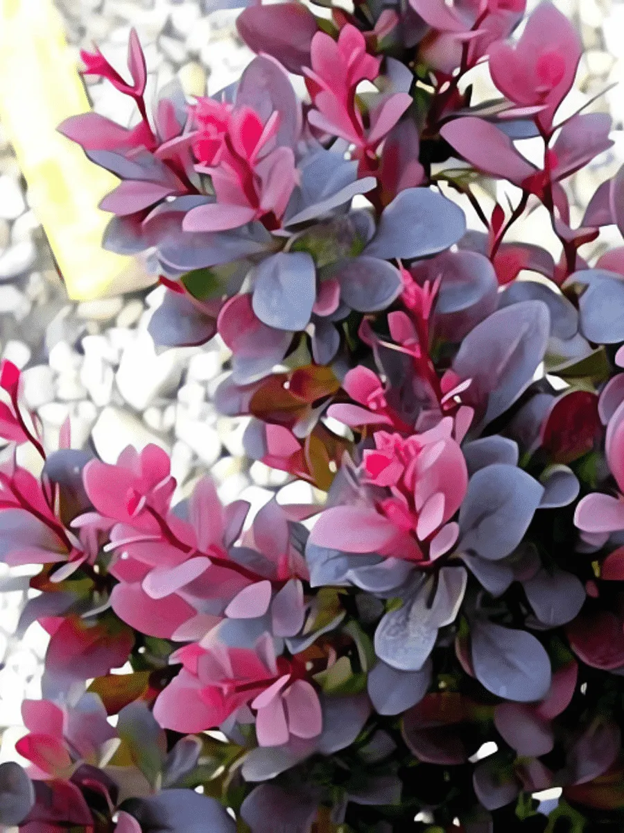 Барбарис Тунберга Darts Purple