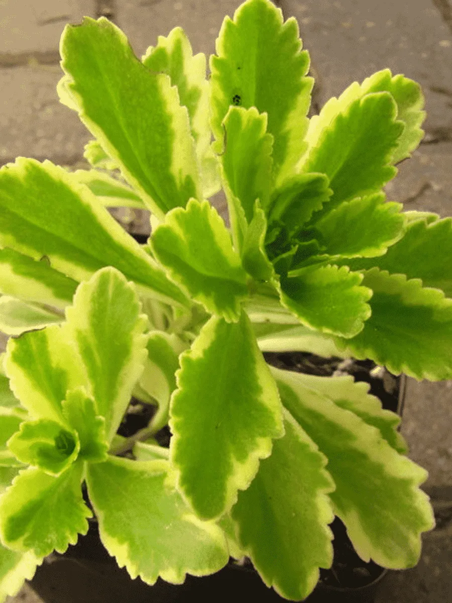 Очиток Ellacombianum Сutting edge