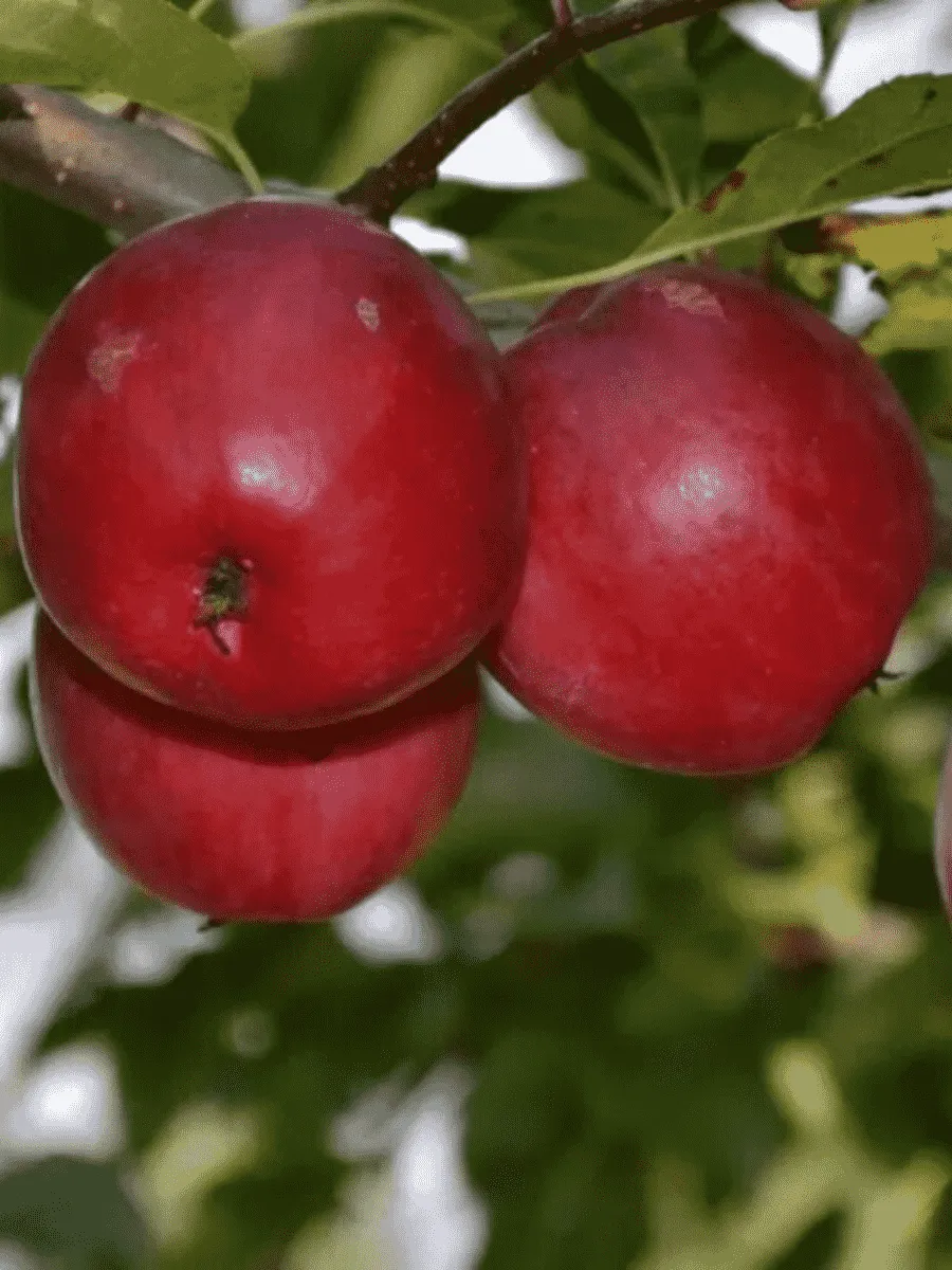 Яблоня Китайка Керр