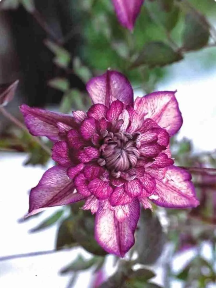 Клематис Cassis