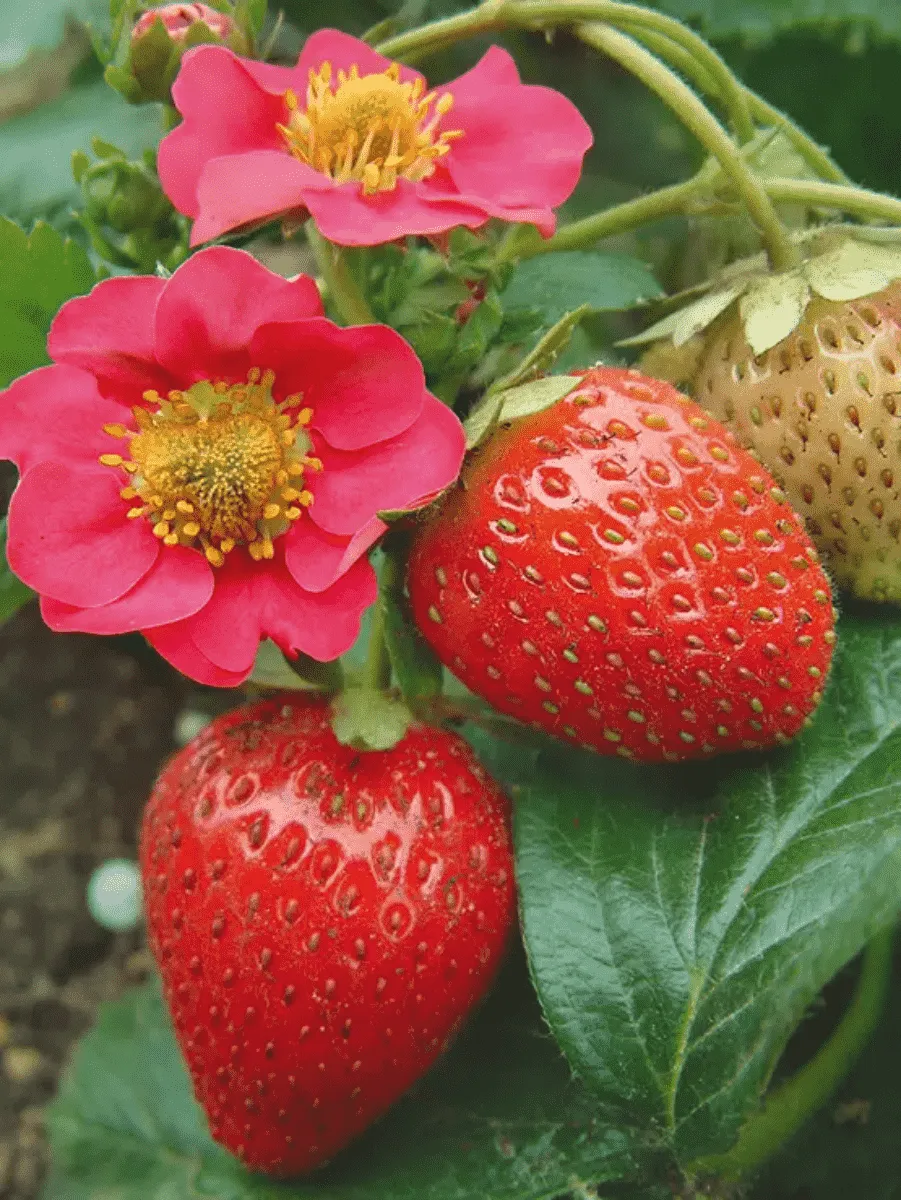 Земляника садовая Вива Росса