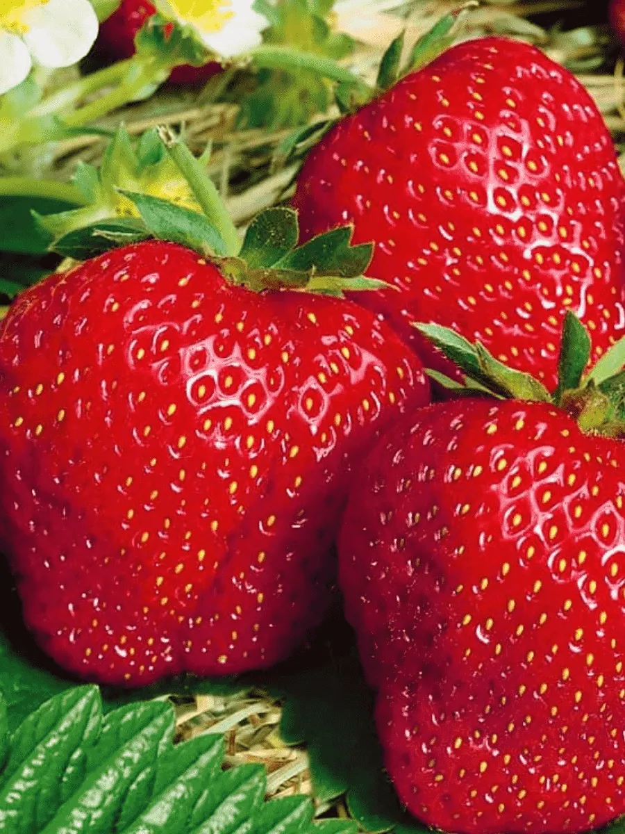 Земляника садовая Вима Занта Земляника садовая Вима Занта