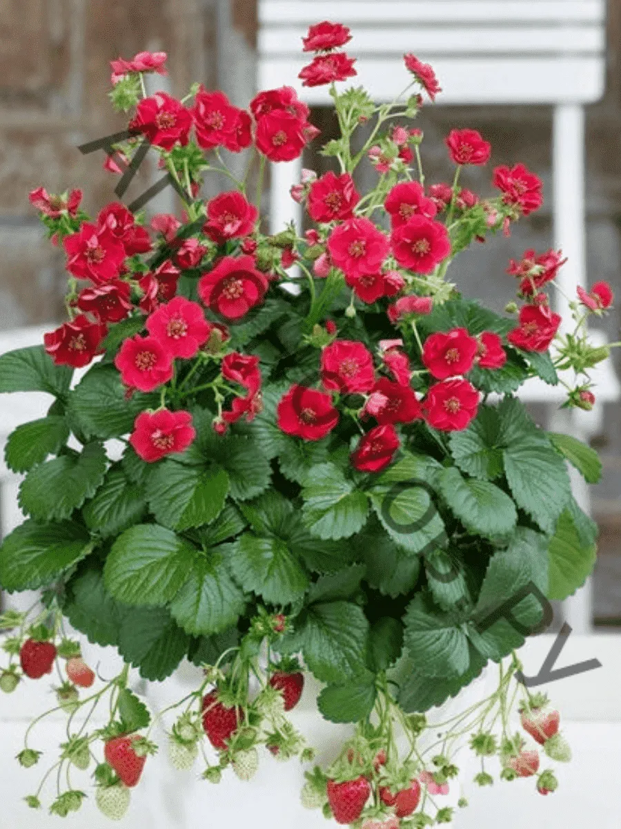 Земляника Summer Breeze Red Земляника Summer Breeze Red