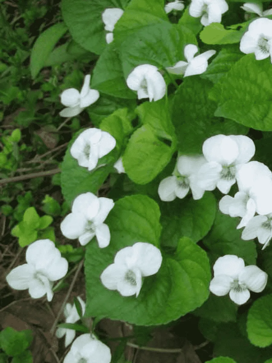 Виола душистая Schneekonigin