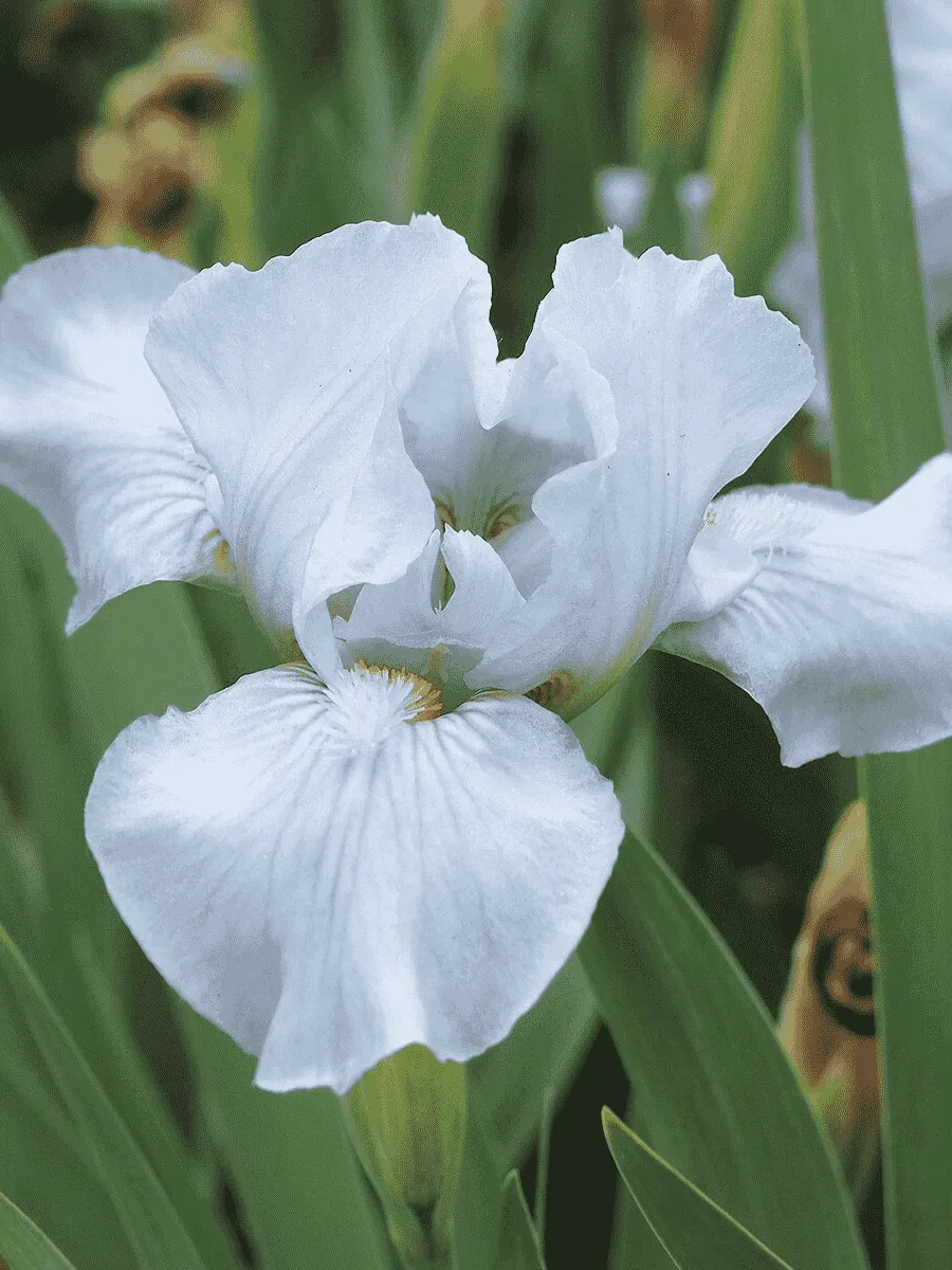 Ирис Silver Beauty