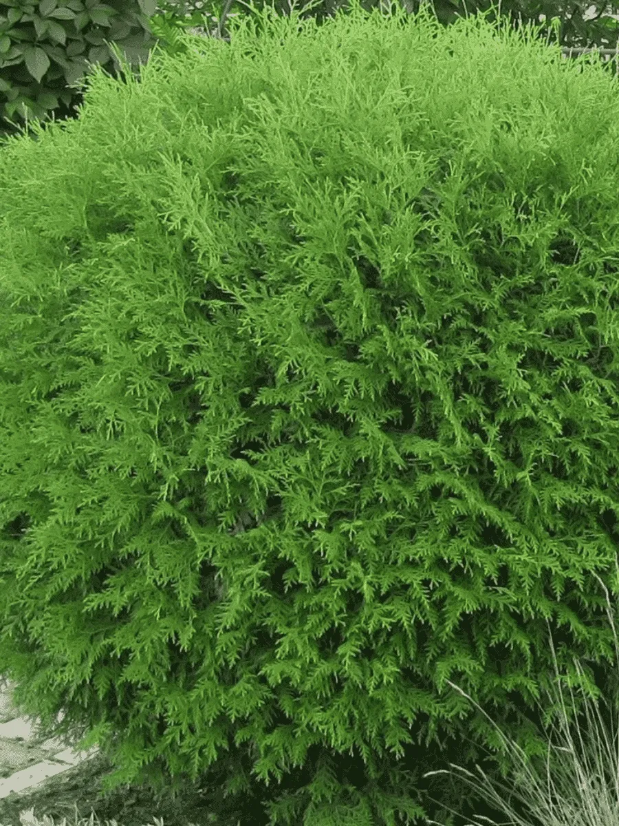 Туя западная Globosa Compacta Туя западная Globosa Compacta