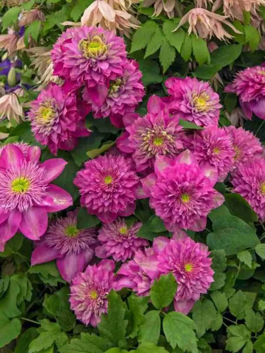 Клематис гибридный Kaiser Клематис гибридный Kaiser