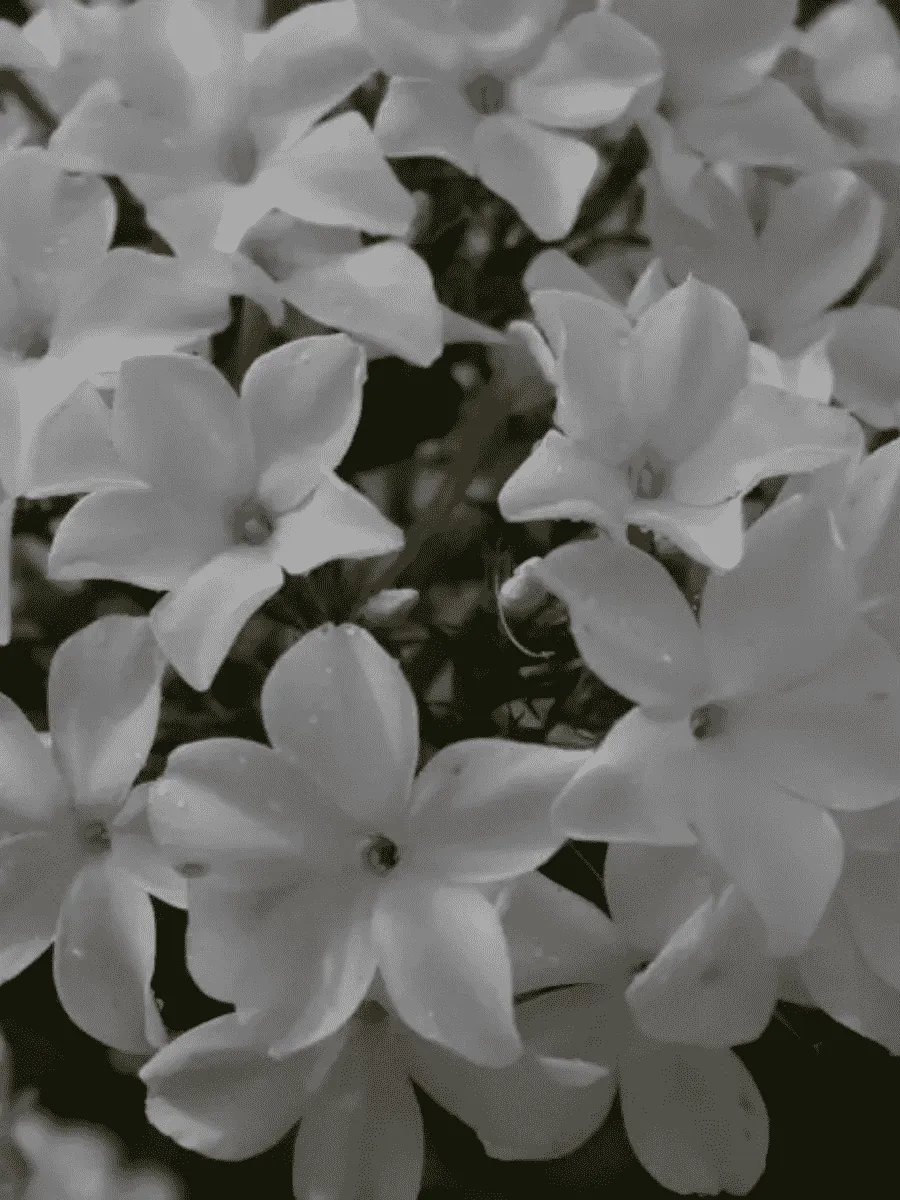 Флокс метельчатый Царевна лебедь