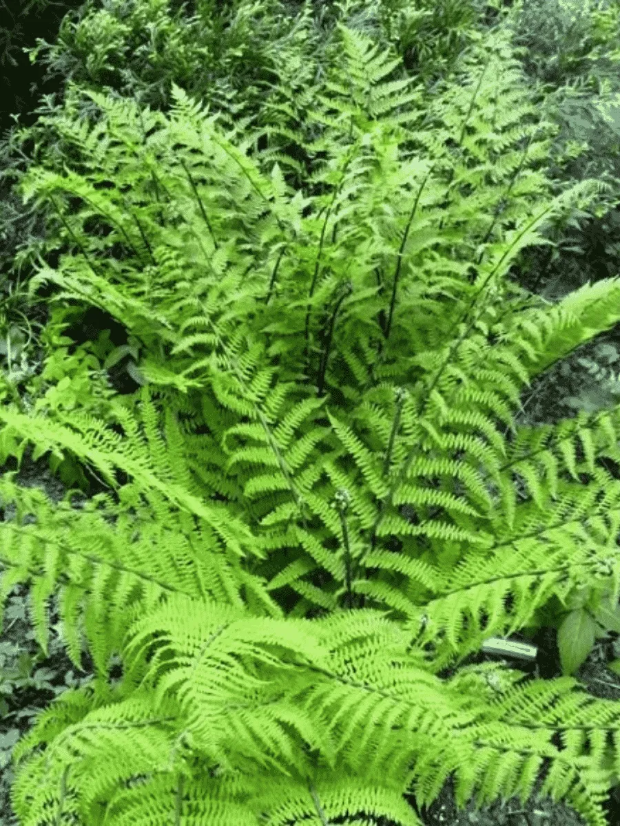 Кочедыжник женский Rotstiel