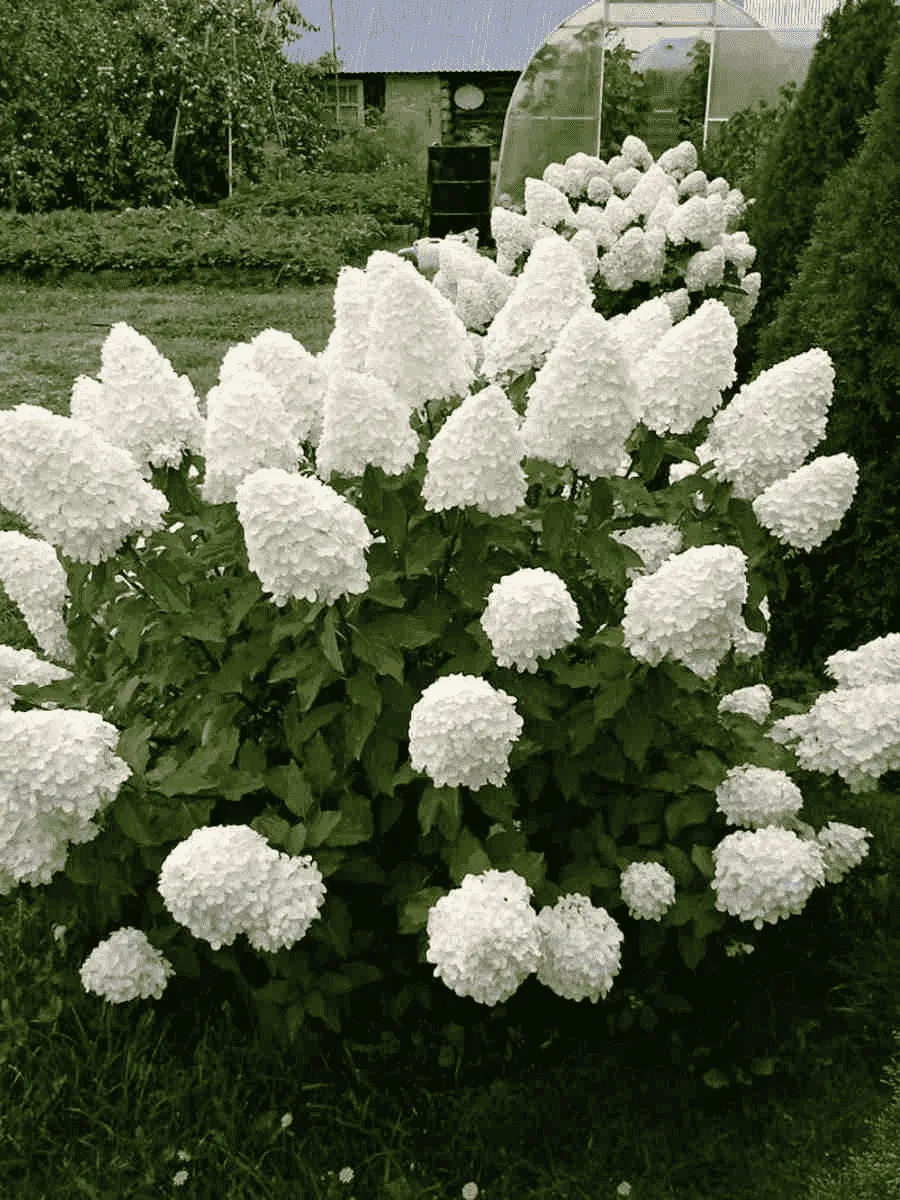 Гортензия метельчатая  Polar Bear ТОЛЬКО САМОВЫВОЗ Гортензия метельчатая  Polar Bear ТОЛЬКО САМОВЫВОЗ