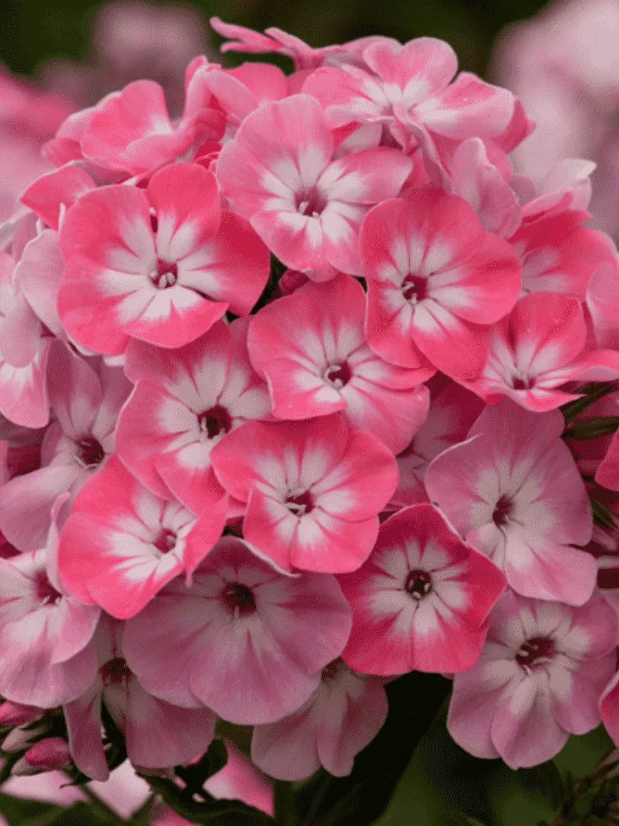 Флокс метельчатый Lizzy