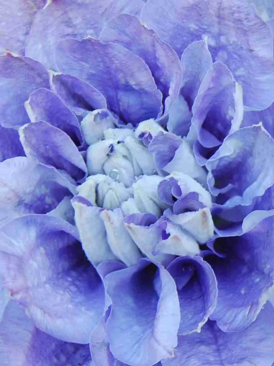 Клематис гибридный Mazury CRATER LAKE Клематис гибридный Mazury CRATER LAKE